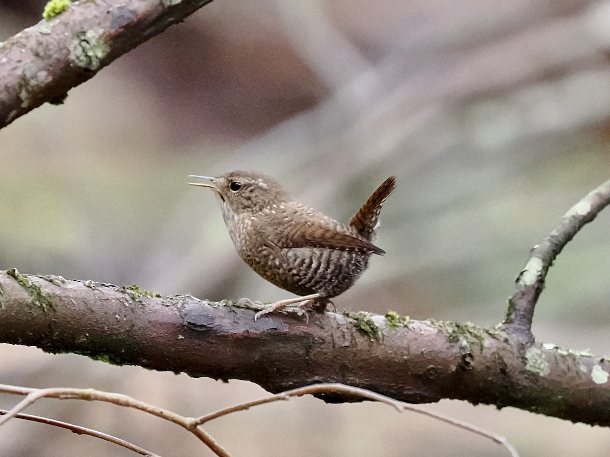 Winter Wren - ML615441968