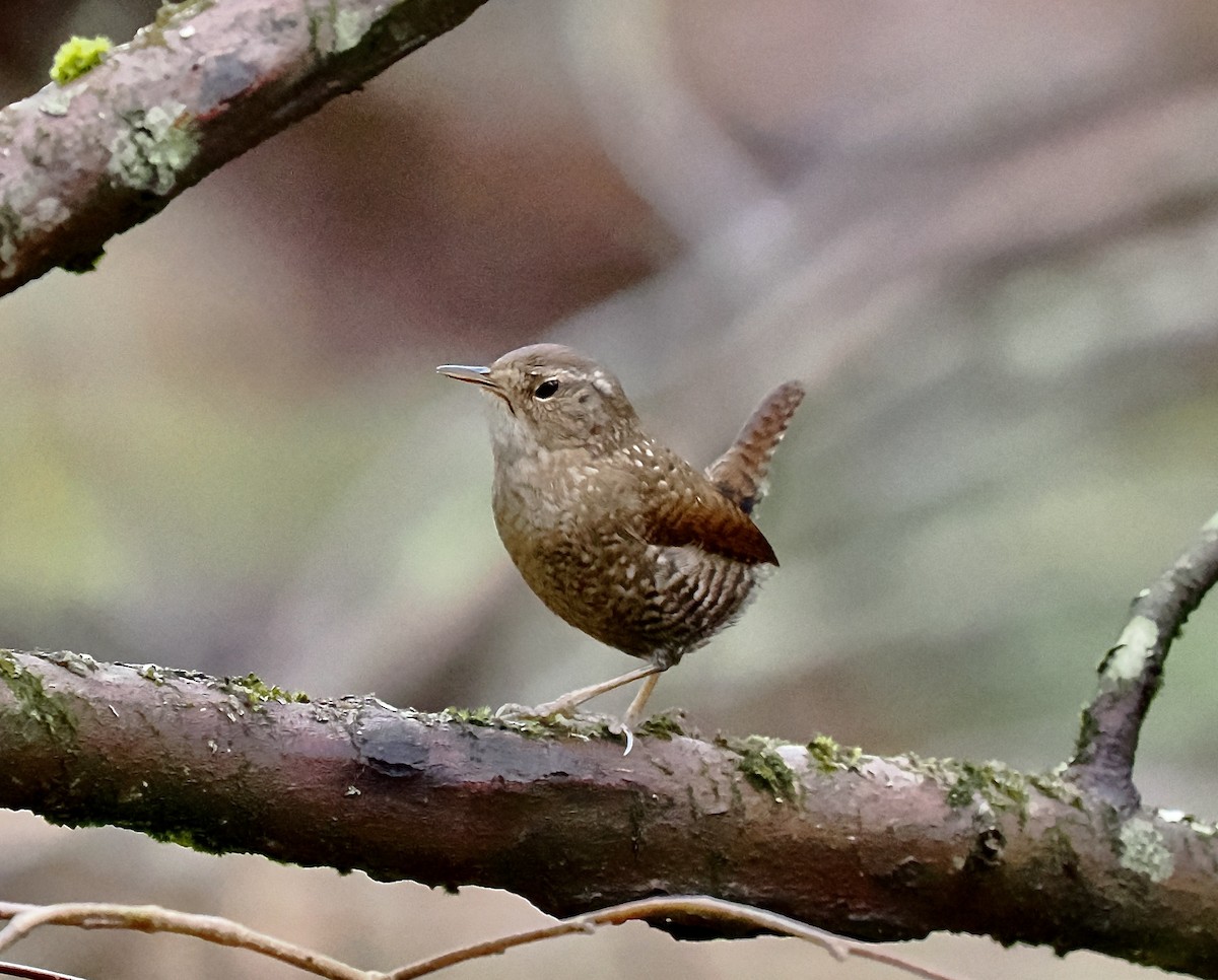 Winter Wren - ML615441983