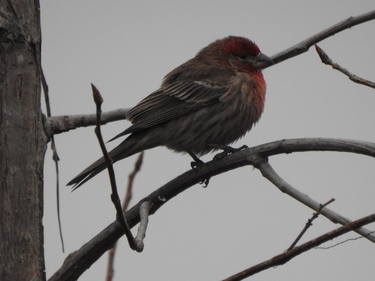 House Finch - ML615442027