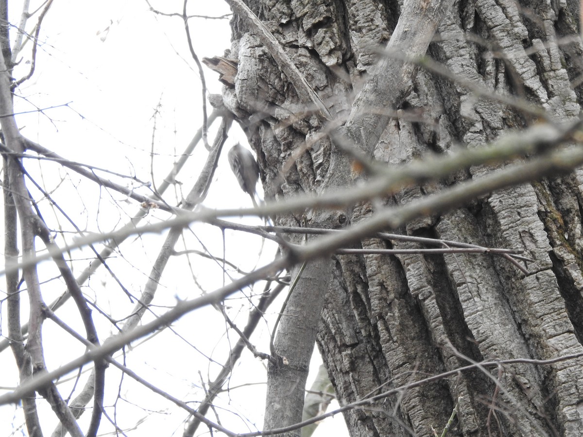 Brown Creeper - ML615442032