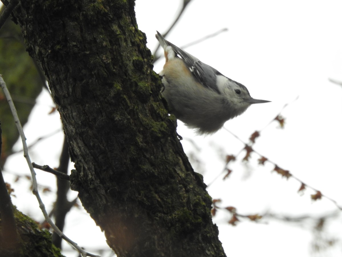 White-breasted Nuthatch - ML615442034