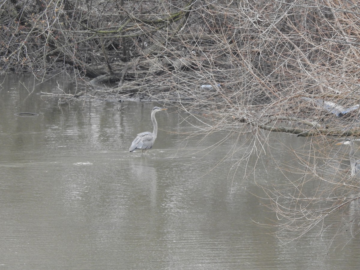 Great Blue Heron - ML615442043