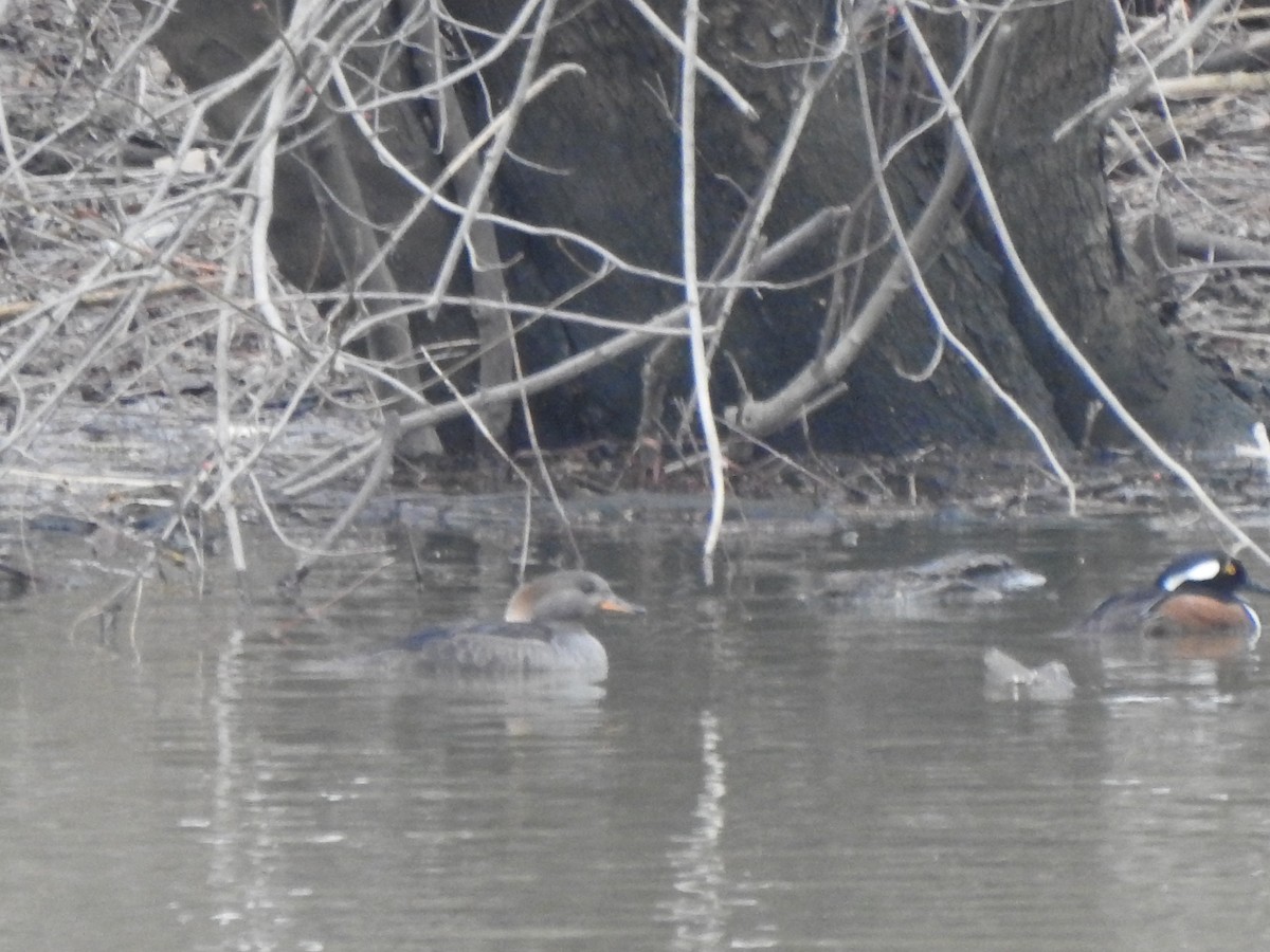 Hooded Merganser - ML615442044