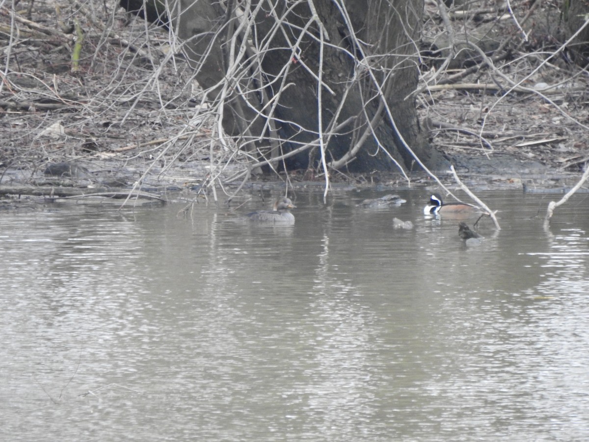 Hooded Merganser - ML615442045