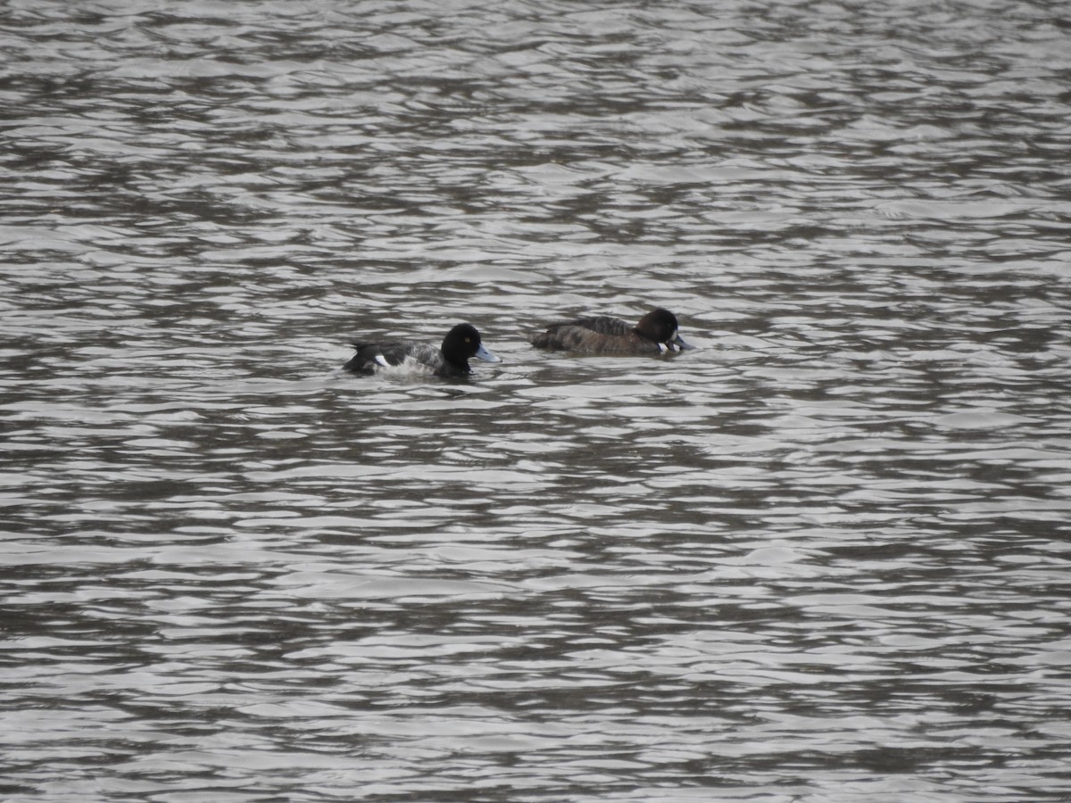 Greater Scaup - ML615442050