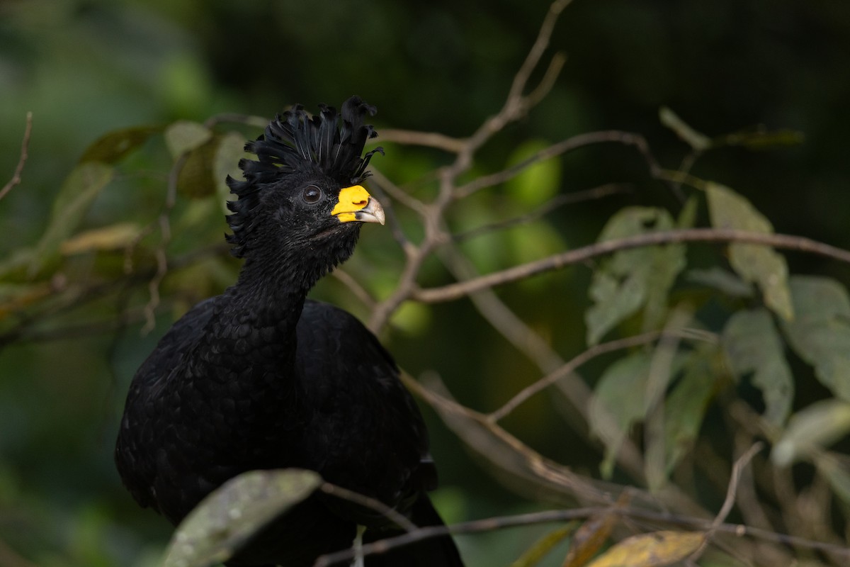 Great Curassow - ML615442109