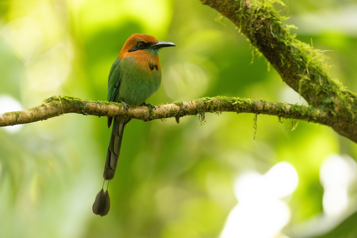 Broad-billed Motmot - ML615442136