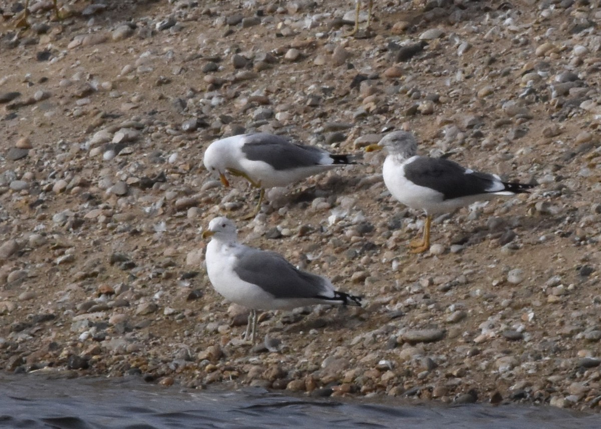 Lesser Black-backed Gull - ML615442152