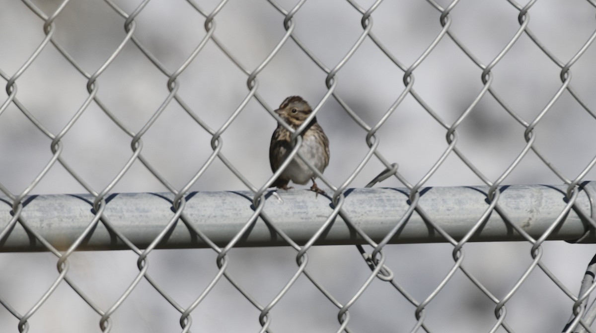 Lincoln's Sparrow - ML615442154