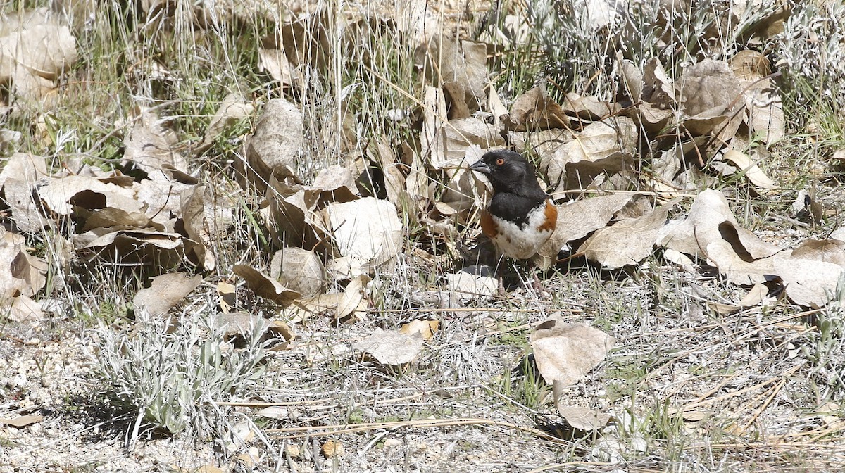 Spotted Towhee - Alison Sheehey