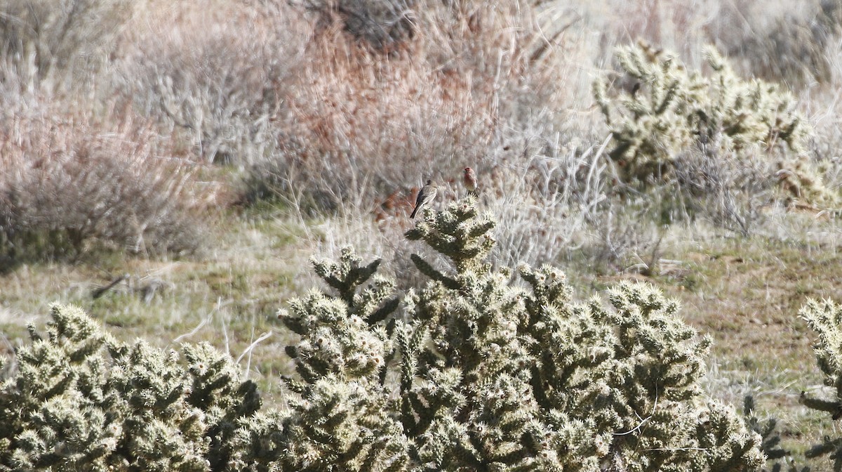 House Finch - ML615442220