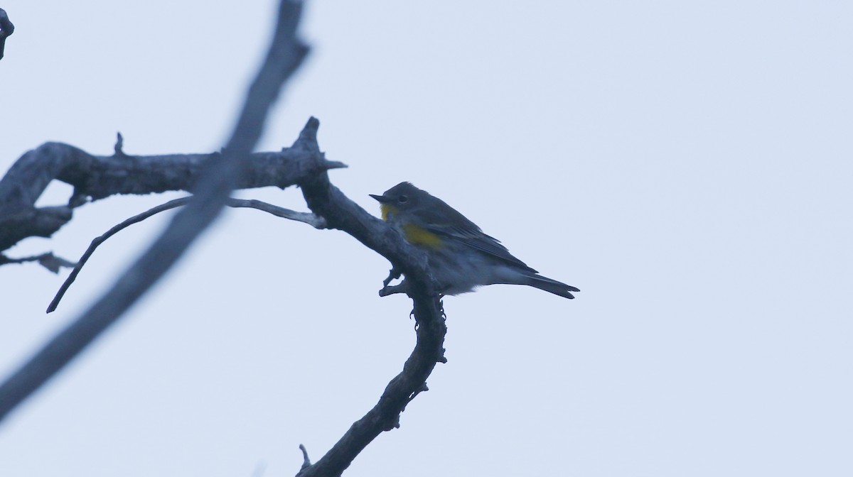 Yellow-rumped Warbler - Alison Sheehey