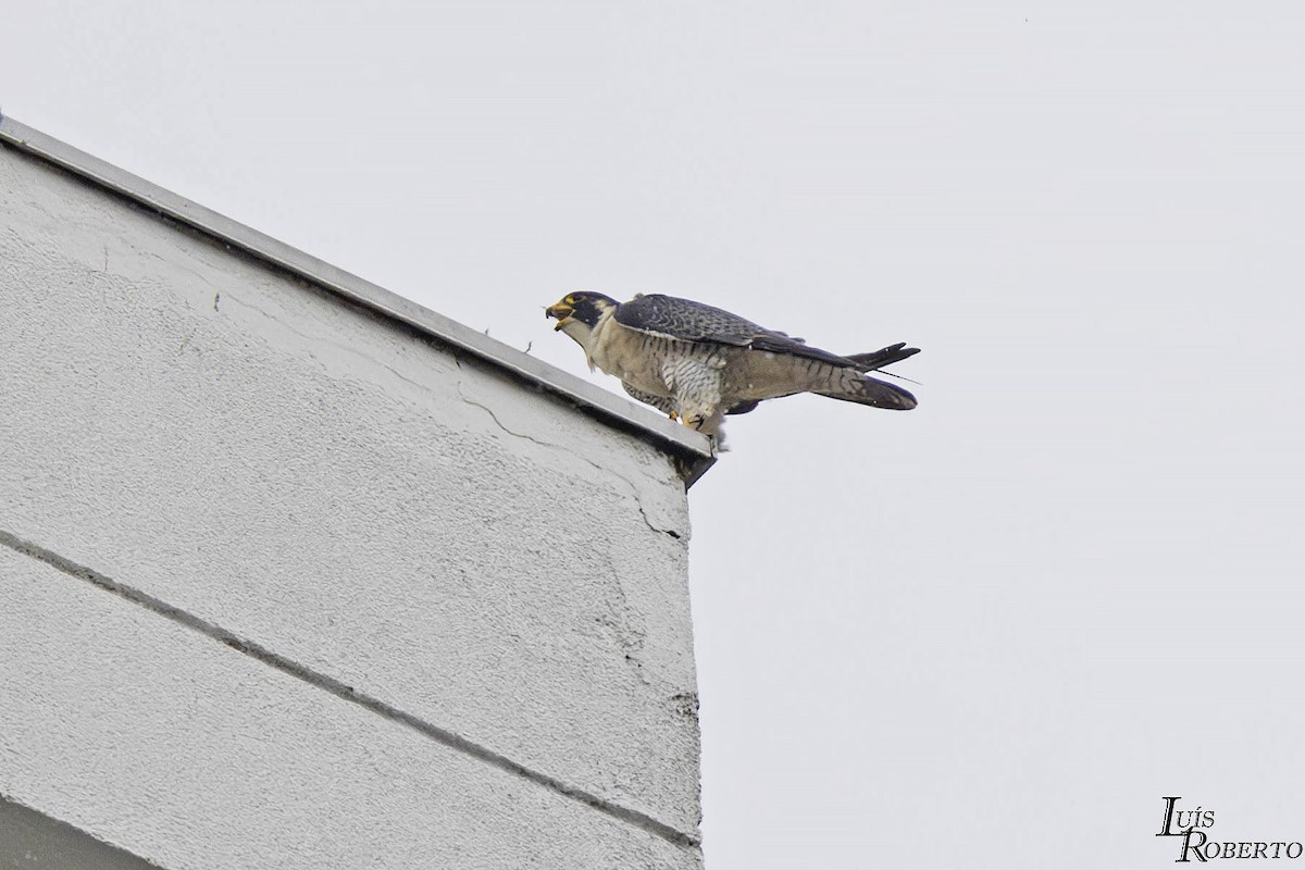 Peregrine Falcon - ML615442312