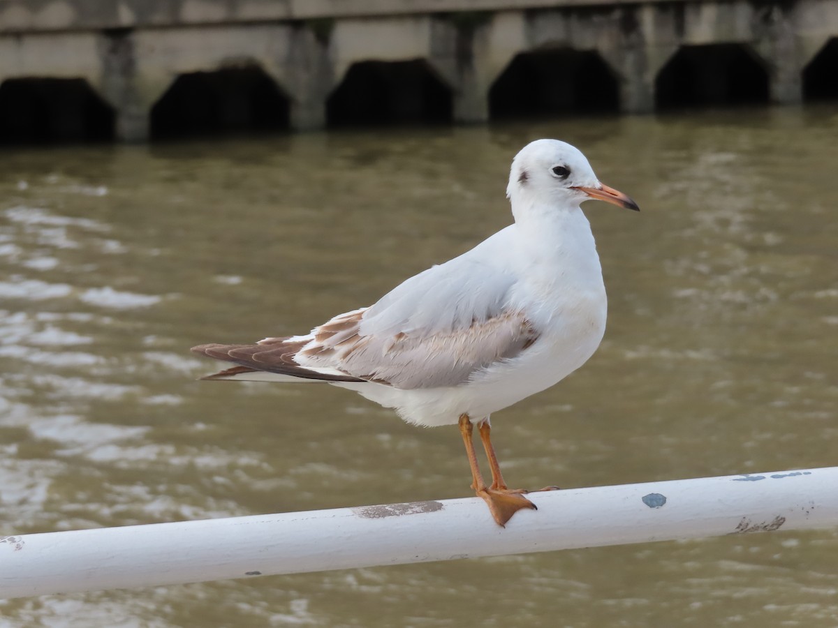 Mouette rieuse - ML615442355