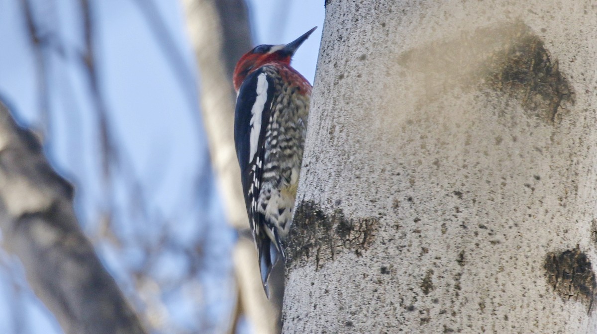Red-breasted Sapsucker - Alison Sheehey