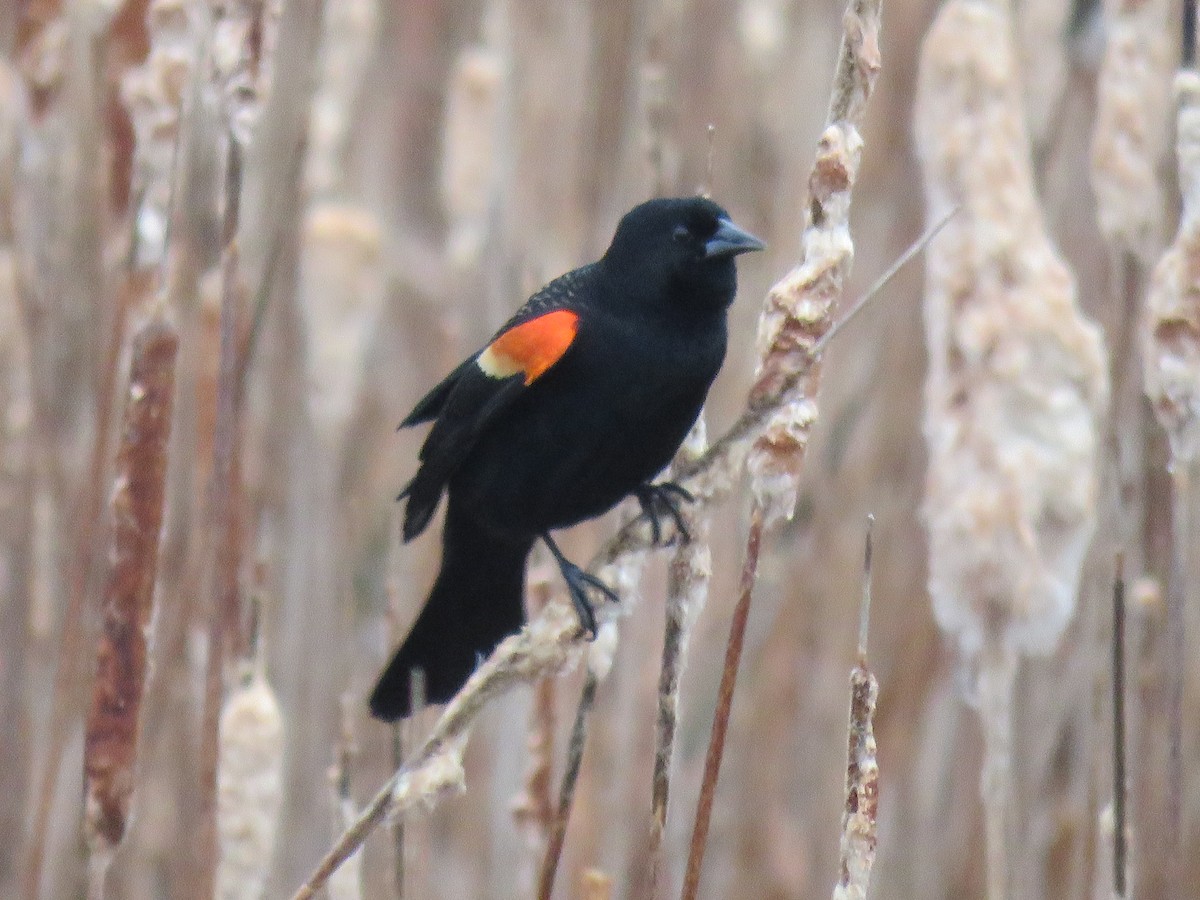 Red-winged Blackbird - Steve Paul