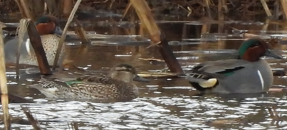 Green-winged Teal - ML615442407