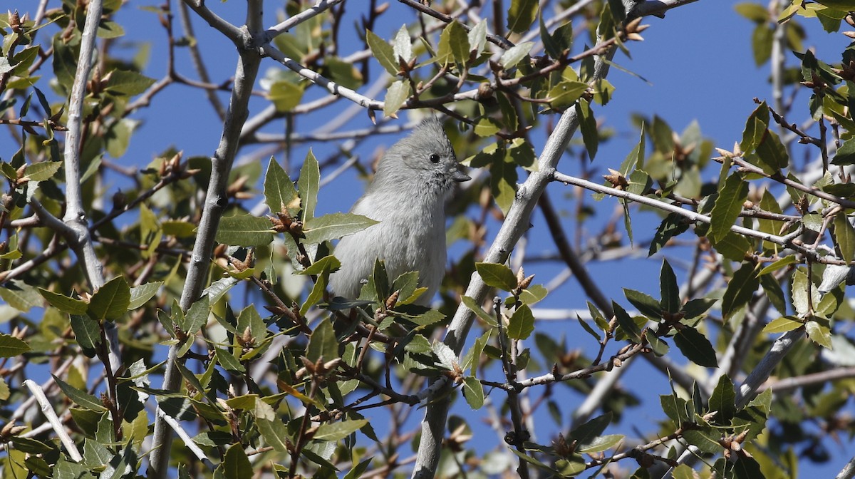 Oak Titmouse - ML615442409