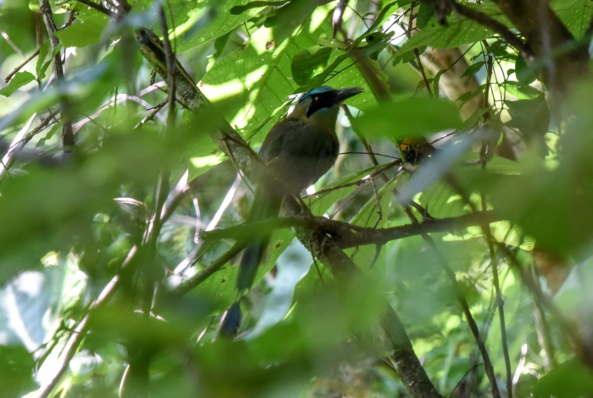 Whooping Motmot (argenticinctus) - Bruce Wedderburn