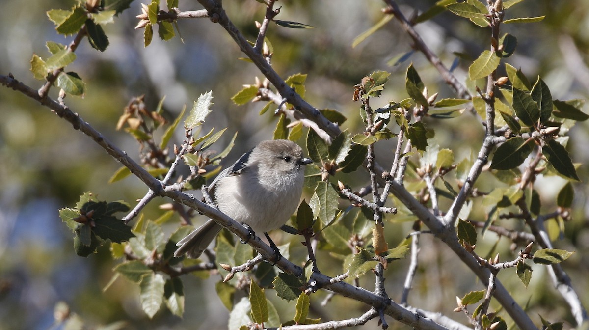 Bushtit - Alison Sheehey