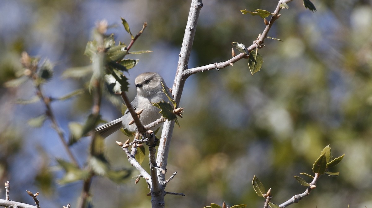 Bushtit - Alison Sheehey