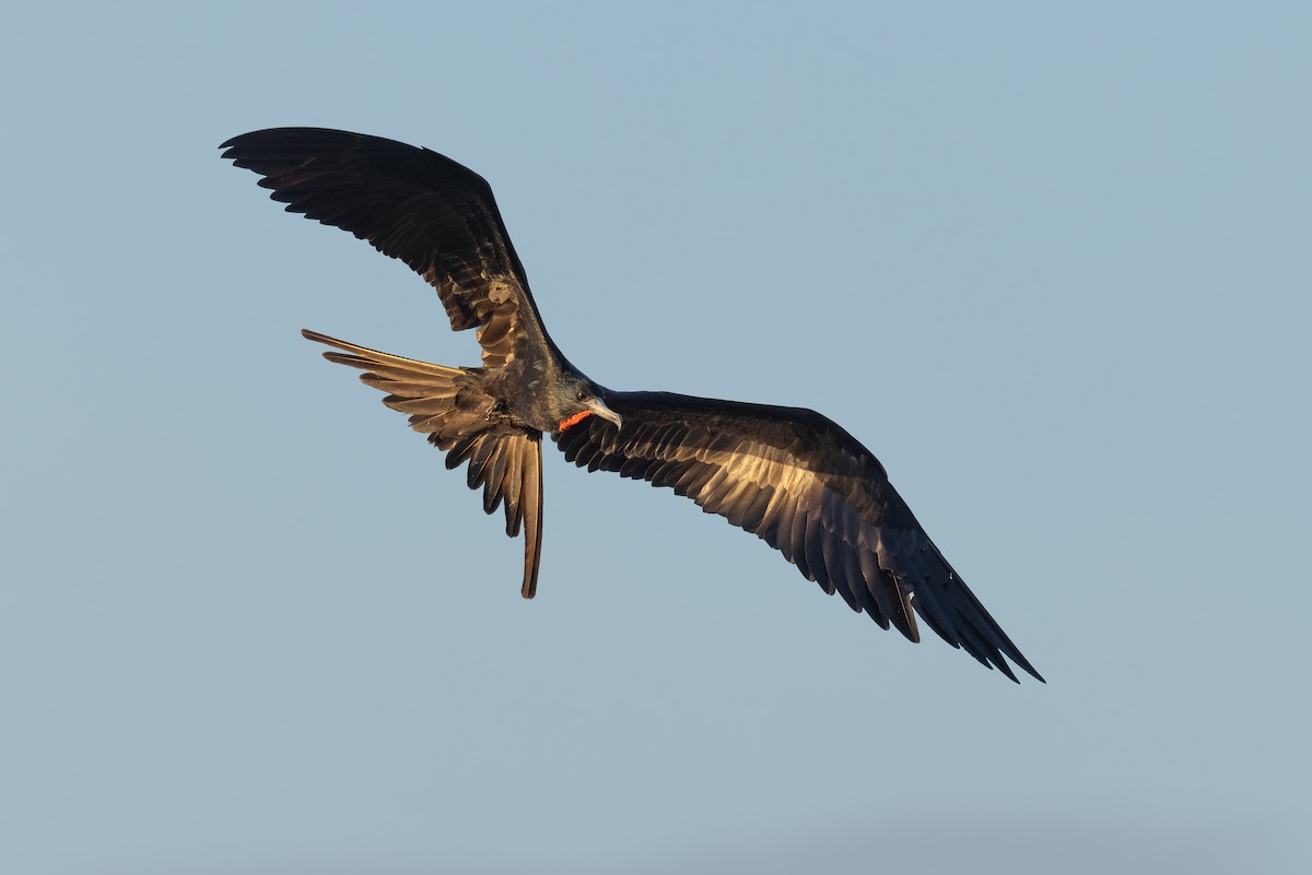 Magnificent Frigatebird - ML615442439