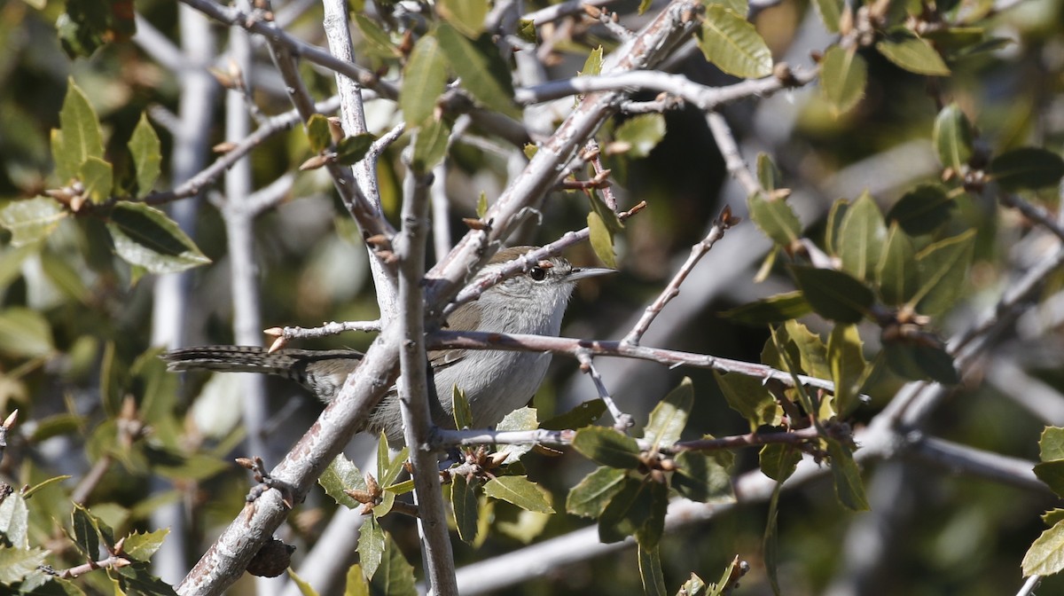 Bewick's Wren - Alison Sheehey