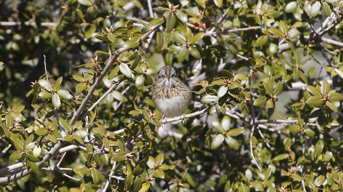 Lincoln's Sparrow - ML615442486