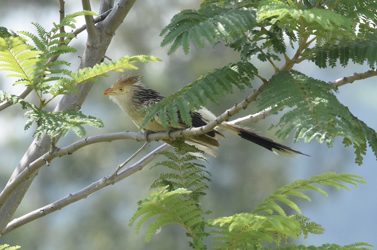 Guira Cuckoo - ML615442500