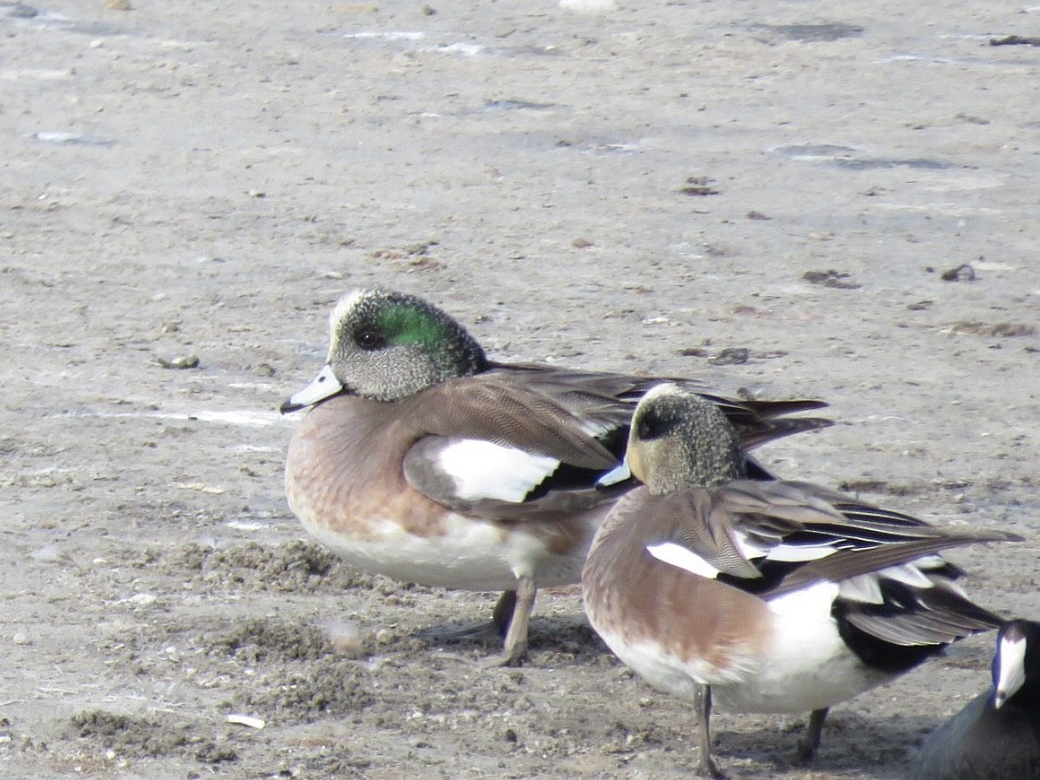 American Wigeon - ML615442503