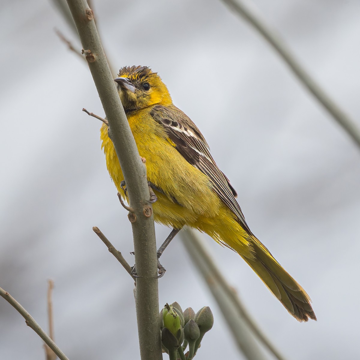 new world oriole sp. - ML615442508