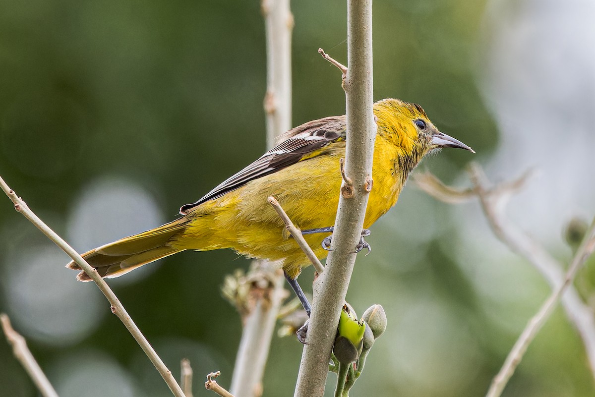 tanımsız Icterus sp. - ML615442510