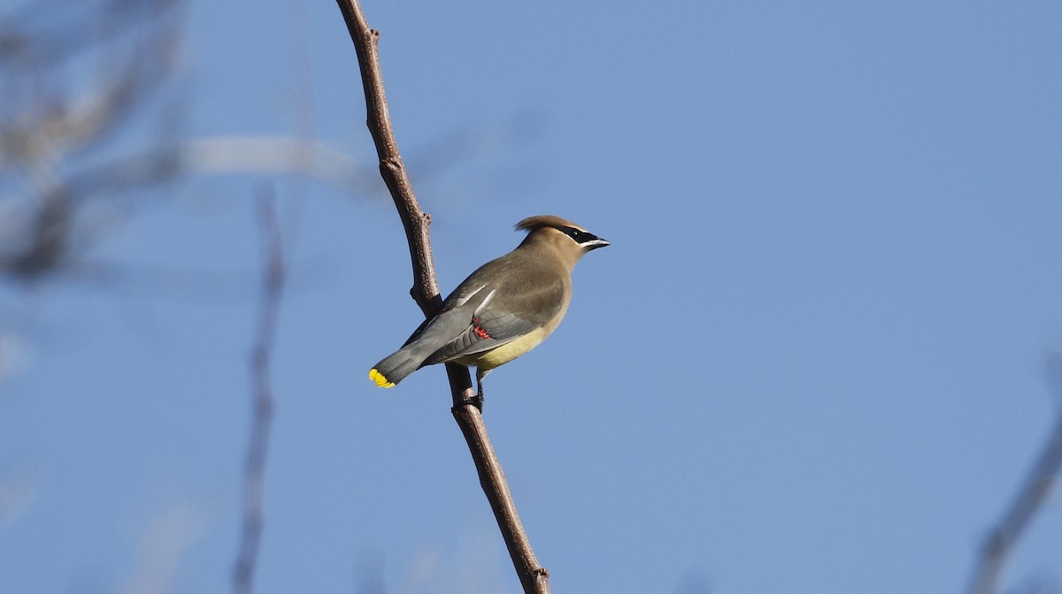 Cedar Waxwing - ML615442526