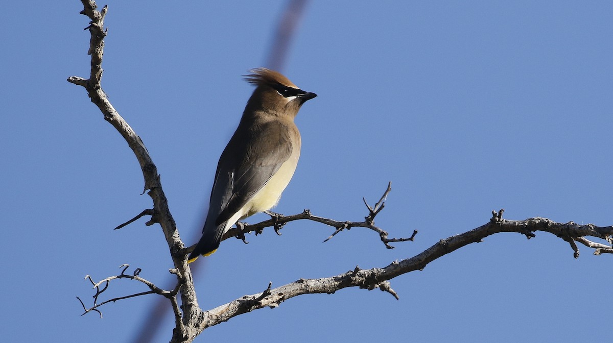 Cedar Waxwing - ML615442527