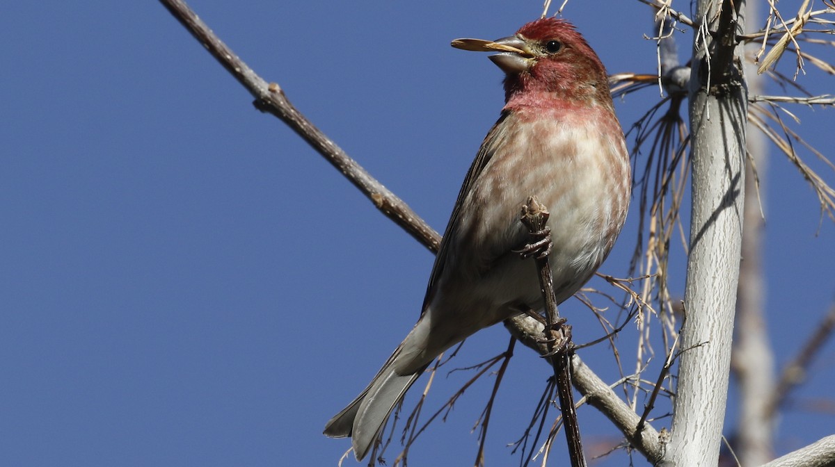 Purple Finch - ML615442532