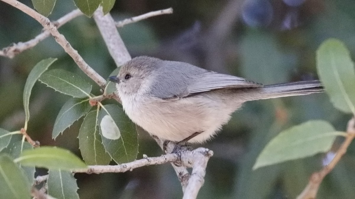 Bushtit - Alison Sheehey