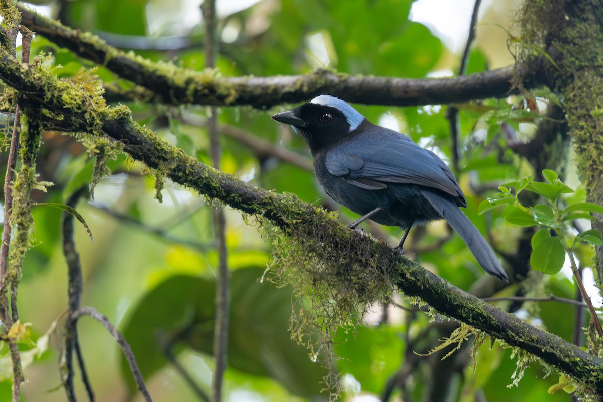 Azure-hooded Jay - ML615442535