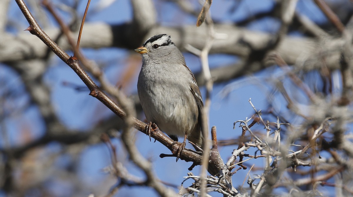 White-crowned Sparrow - Alison Sheehey