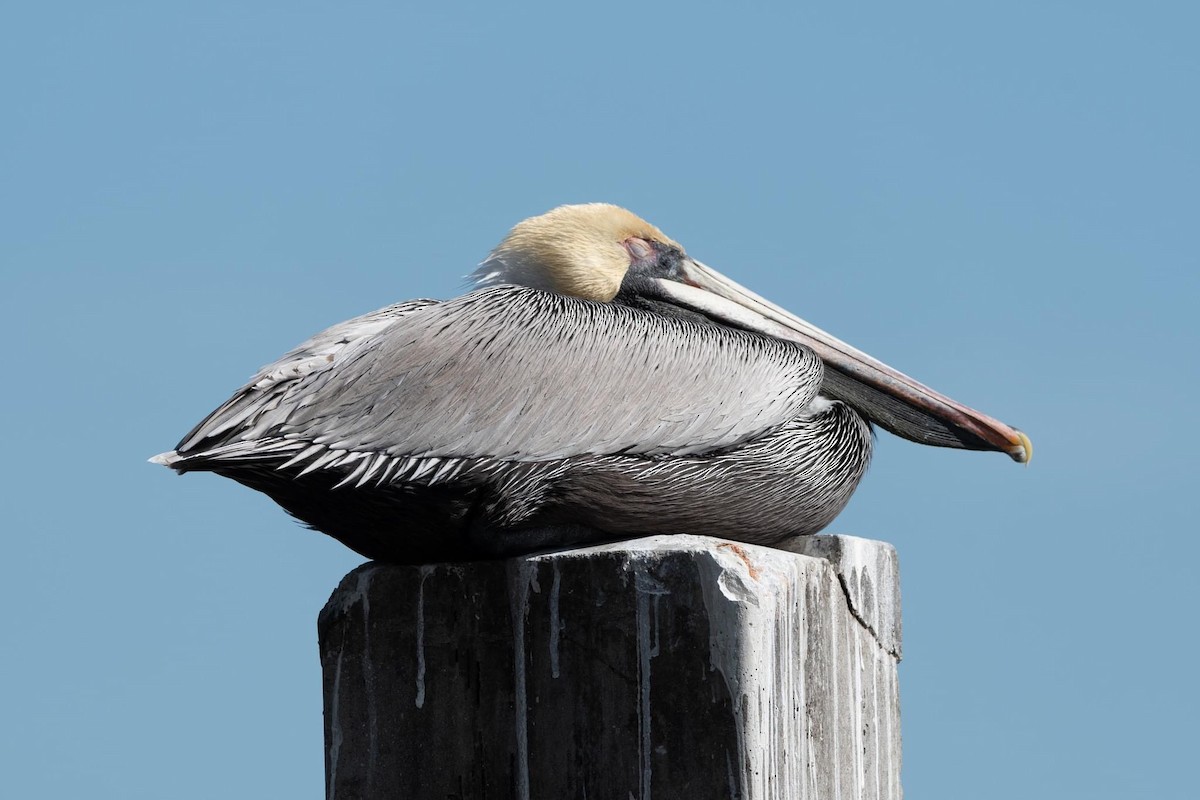 pelikán hnědý - ML615442578