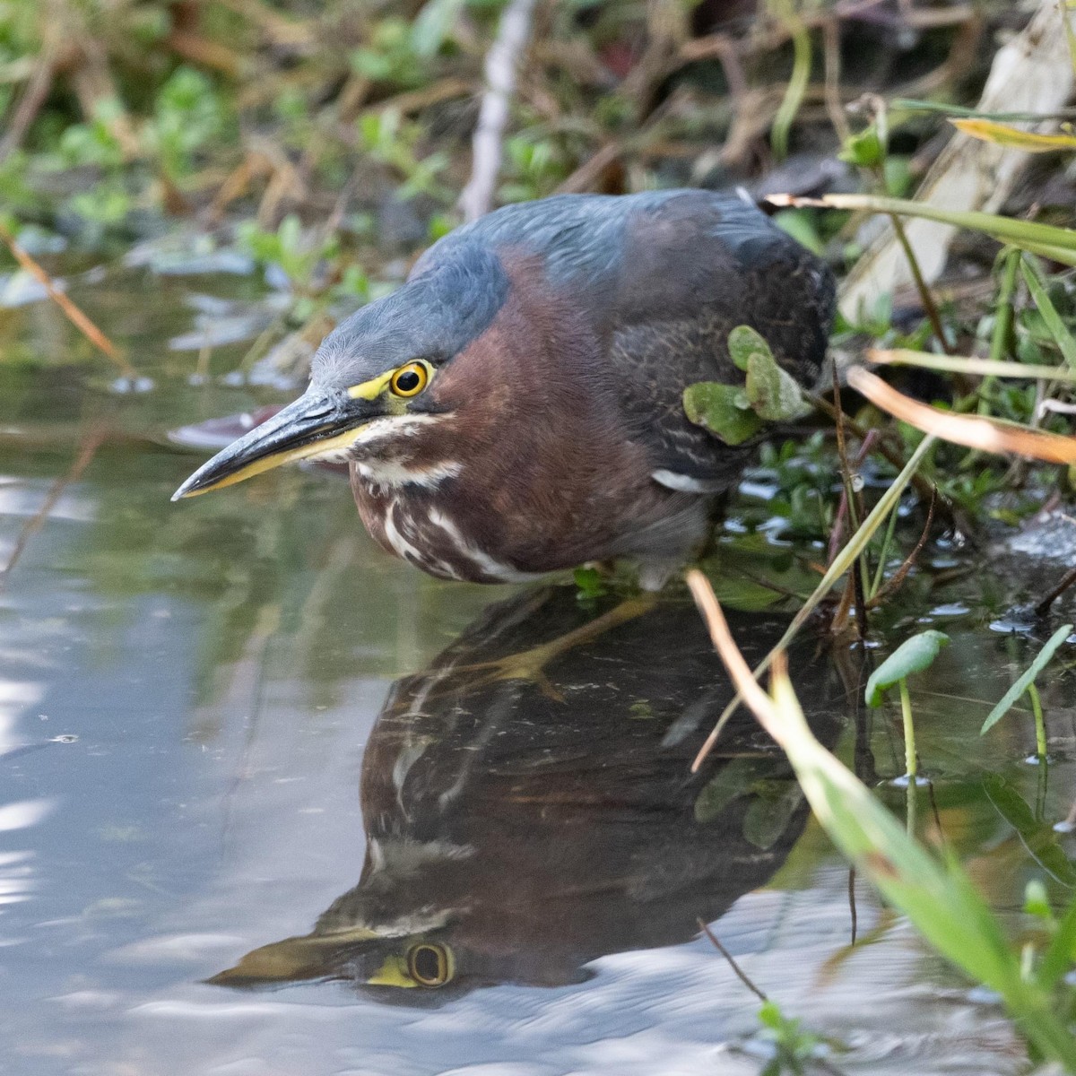 Green Heron - ML615442599