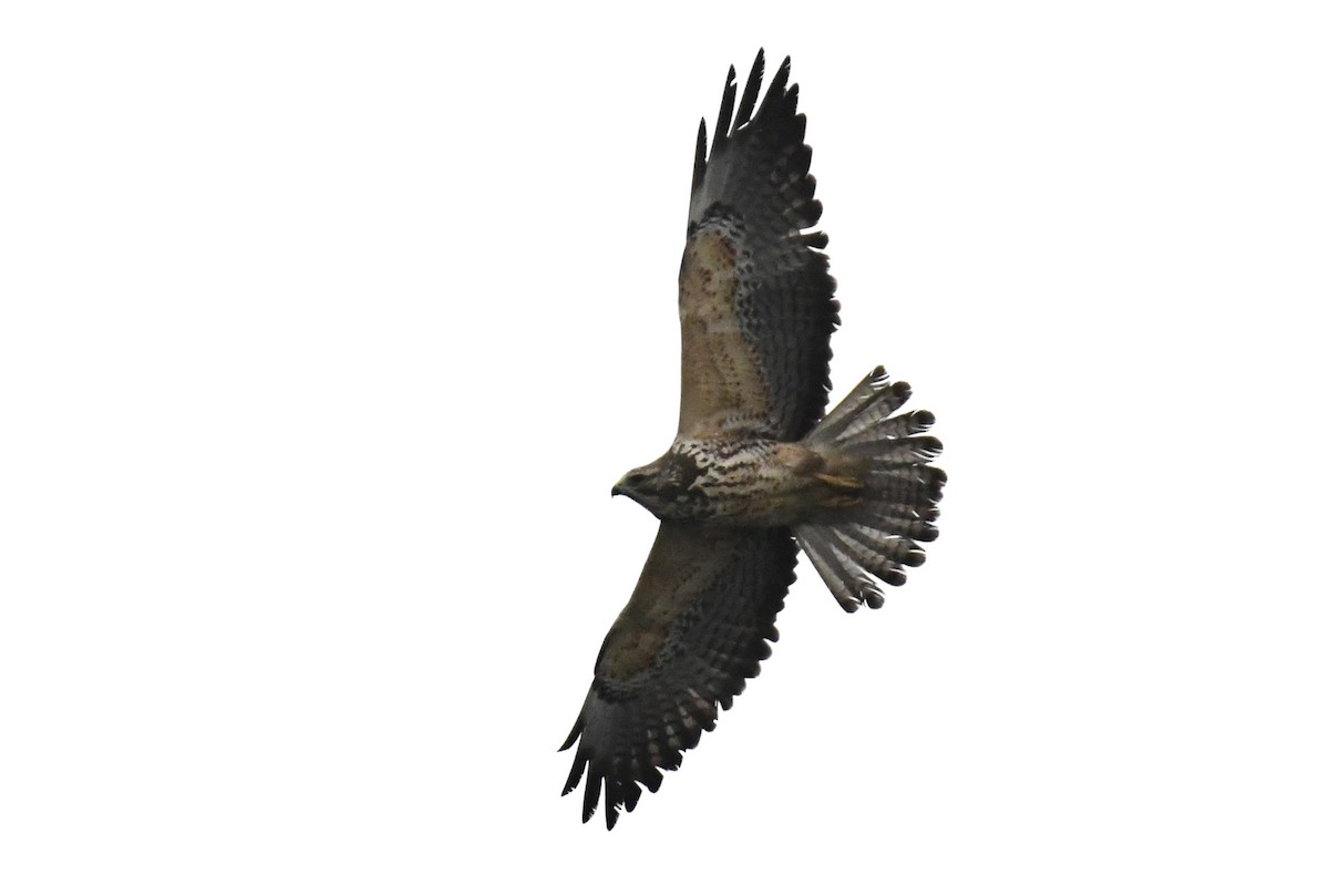 Swainson's Hawk - Tim Healy