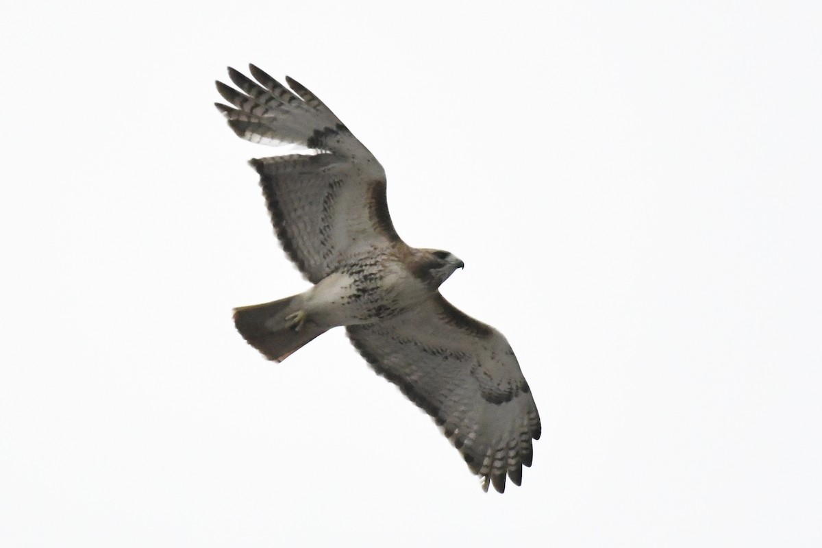 Red-tailed Hawk (borealis) - Tim Healy