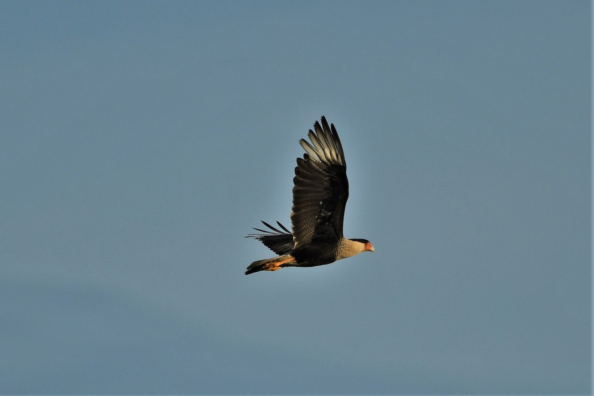 Crested Caracara - ML615442644