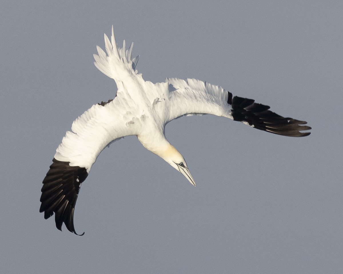 Northern Gannet - ML615442692