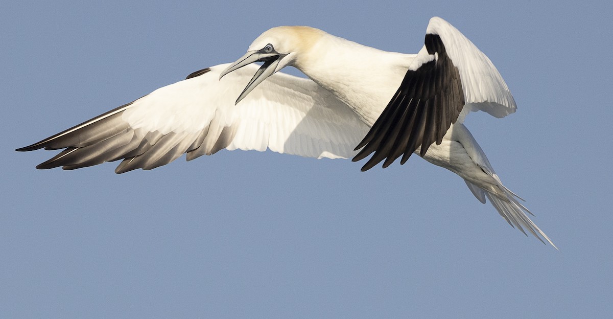 Northern Gannet - Ed Corey