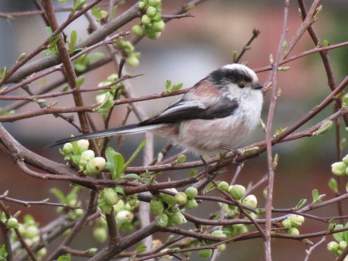 Long-tailed Tit - ML615442699