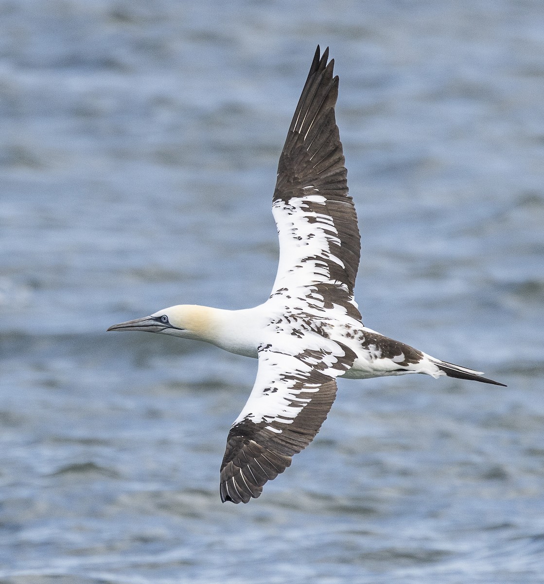 Northern Gannet - Ed Corey