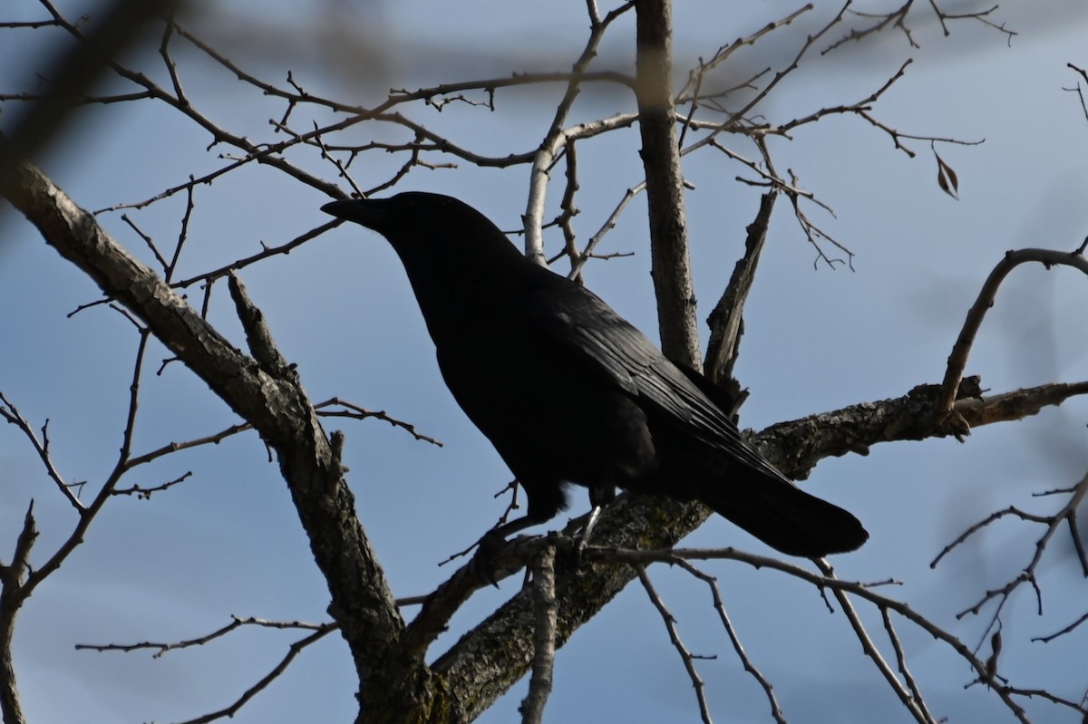 American Crow - ML615442768