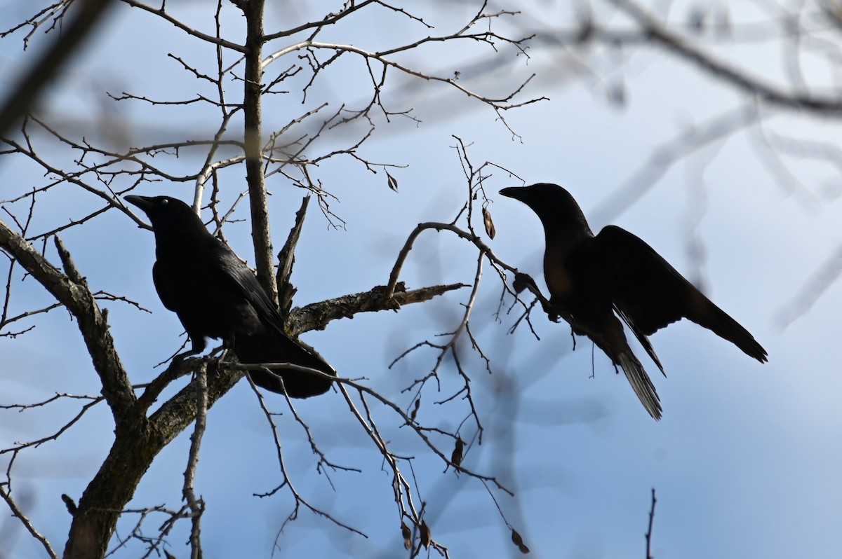 American Crow - ML615442770