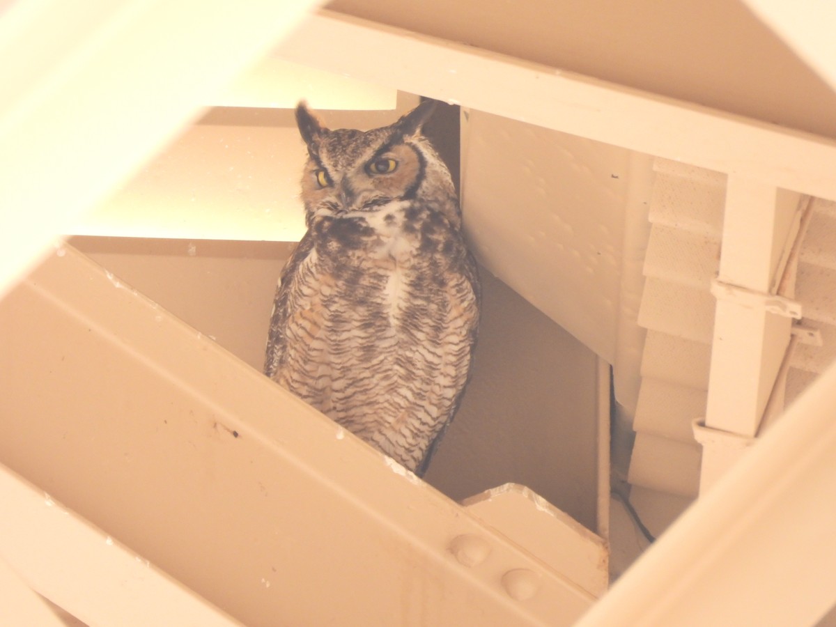 Great Horned Owl - ML615442795